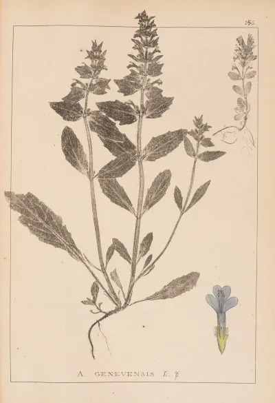 Herbier De La Flore Francaise Pl 0896