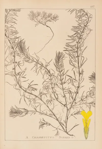 Herbier De La Flore Francaise Pl 0897