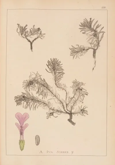 Herbier De La Flore Francaise Pl 0898