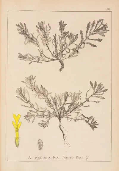 Herbier De La Flore Francaise Pl 0899
