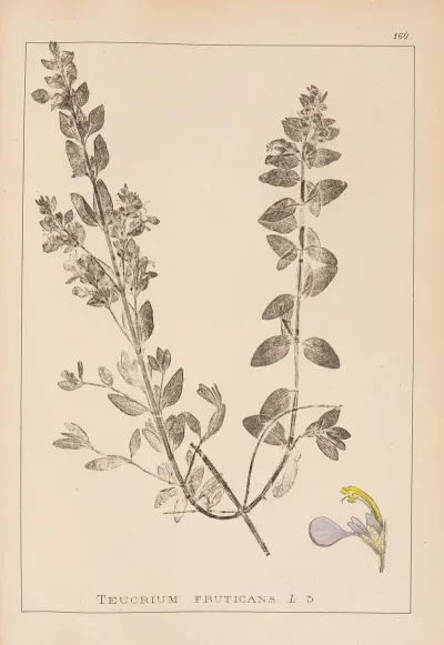 Herbier De La Flore Francaise Pl 0900