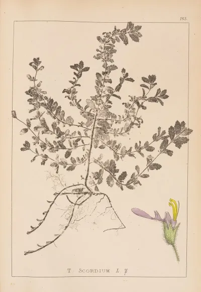 Herbier De La Flore Francaise Pl 0903
