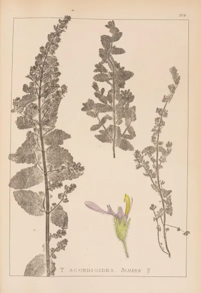 Herbier De La Flore Francaise Pl 0904