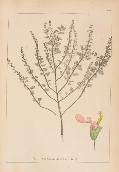 Herbier De La Flore Francaise Pl 0906