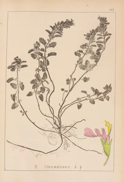 Herbier De La Flore Francaise Pl 0907