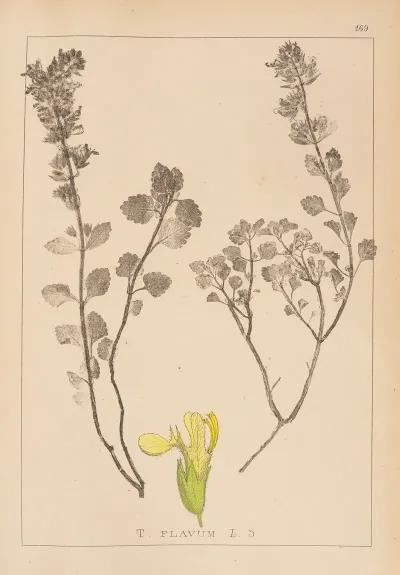 Herbier De La Flore Francaise Pl 0909