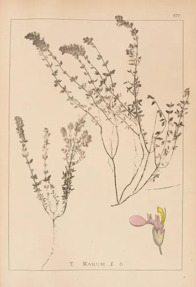Herbier De La Flore Francaise Pl 0910