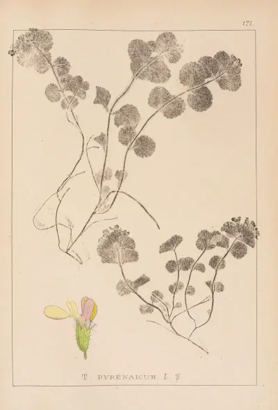 Herbier De La Flore Francaise Pl 0911