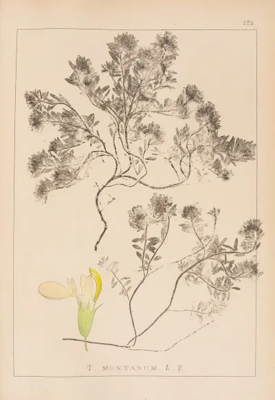Herbier De La Flore Francaise Pl 0912