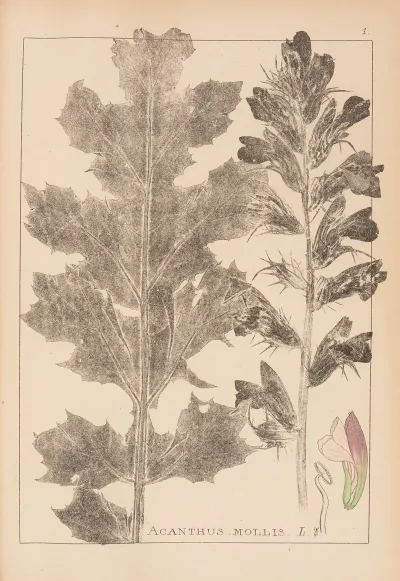 Herbier De La Flore Francaise Pl 0916