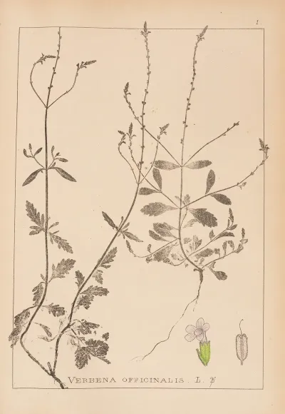 Herbier De La Flore Francaise Pl 0917