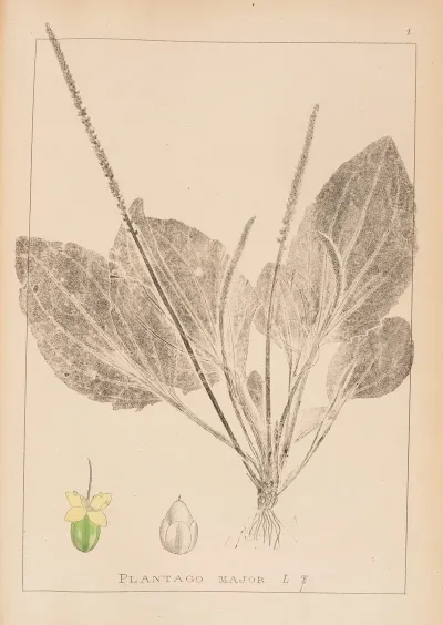 Herbier De La Flore Francaise Pl 0919