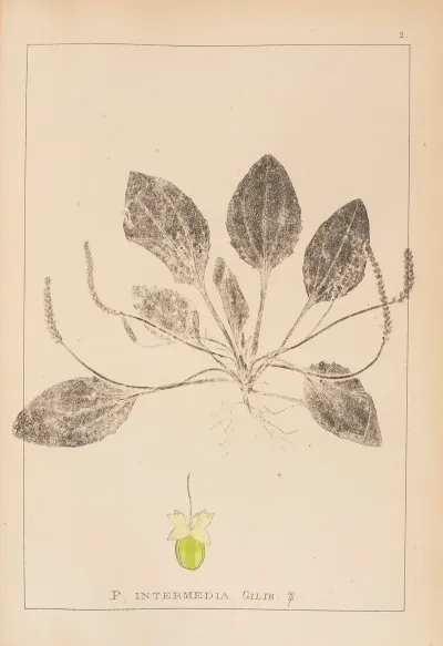 Herbier De La Flore Francaise Pl 0920