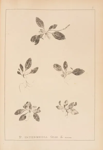 Herbier De La Flore Francaise Pl 0921