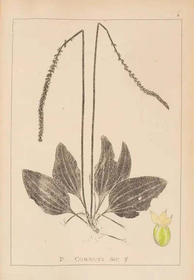 Herbier De La Flore Francaise Pl 0922
