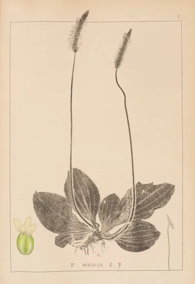 Herbier De La Flore Francaise Pl 0923