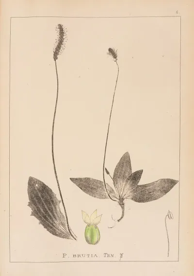 Herbier De La Flore Francaise Pl 0924