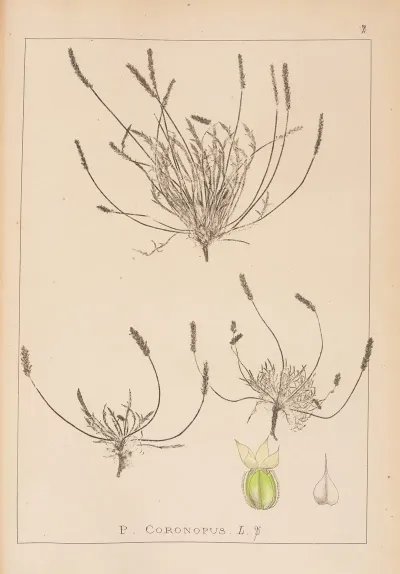 Herbier De La Flore Francaise Pl 0925