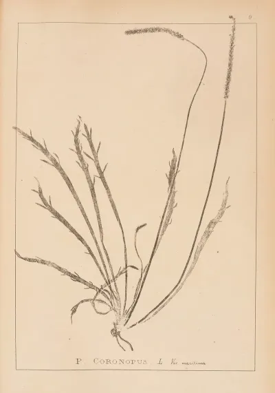 Herbier De La Flore Francaise Pl 0927