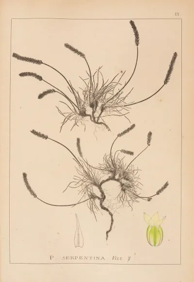 Herbier De La Flore Francaise Pl 0931