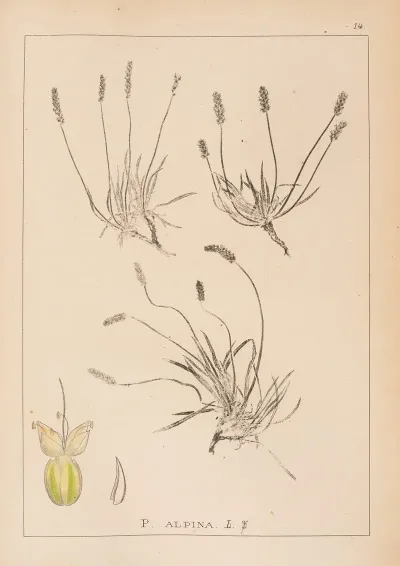 Herbier De La Flore Francaise Pl 0932