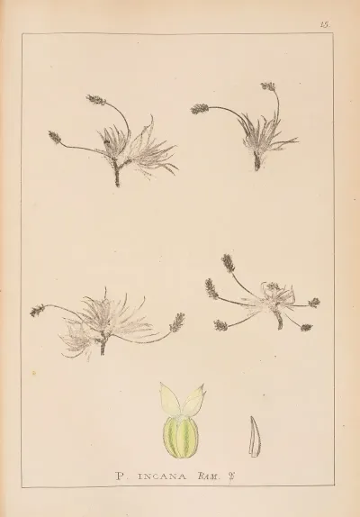 Herbier De La Flore Francaise Pl 0933
