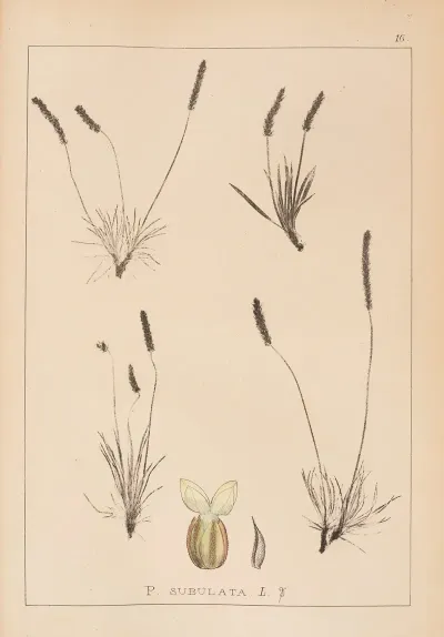 Herbier De La Flore Francaise Pl 0934