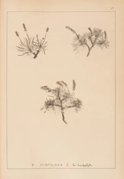 Herbier De La Flore Francaise Pl 0935