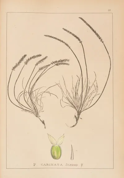 Herbier De La Flore Francaise Pl 0936