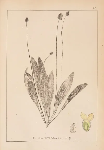 Herbier De La Flore Francaise Pl 0938