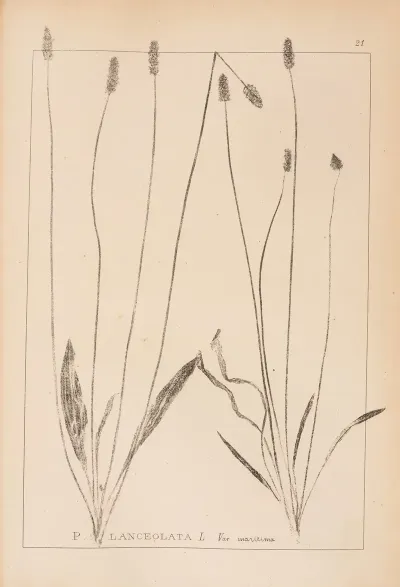Herbier De La Flore Francaise Pl 0939
