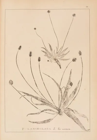 Herbier De La Flore Francaise Pl 0940