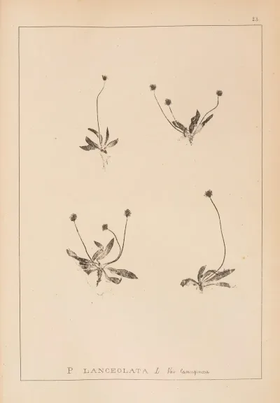 Herbier De La Flore Francaise Pl 0941