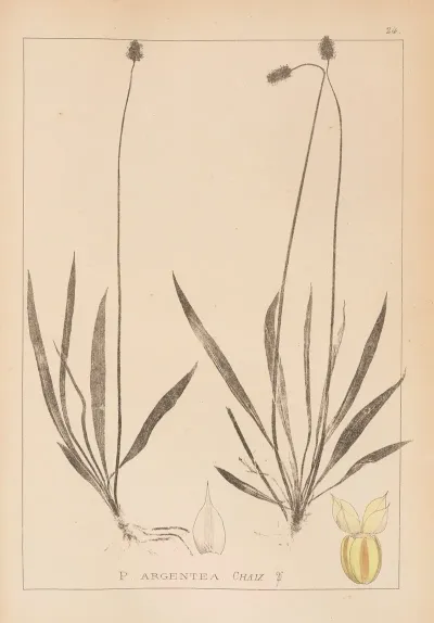 Herbier De La Flore Francaise Pl 0942
