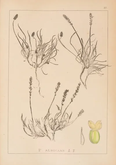 Herbier De La Flore Francaise Pl 0943
