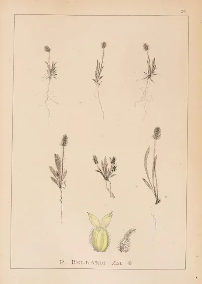 Herbier De La Flore Francaise Pl 0944