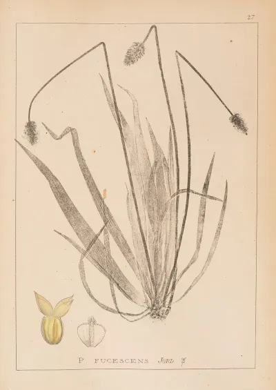 Herbier De La Flore Francaise Pl 0945