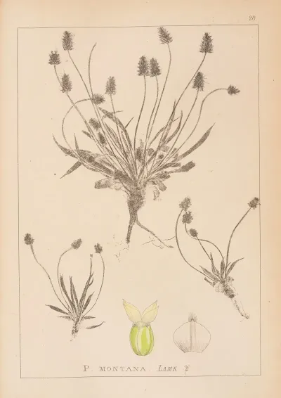 Herbier De La Flore Francaise Pl 0946