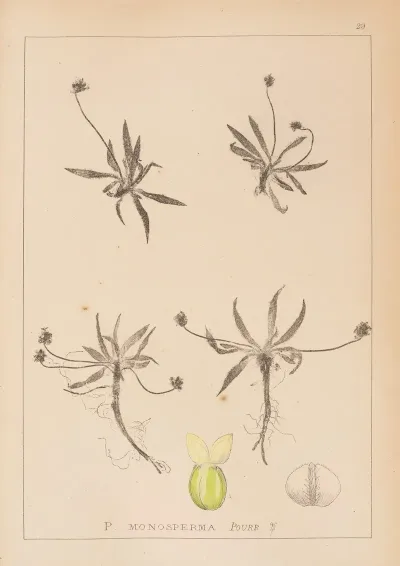 Herbier De La Flore Francaise Pl 0947