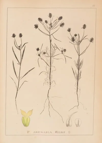 Herbier De La Flore Francaise Pl 0949