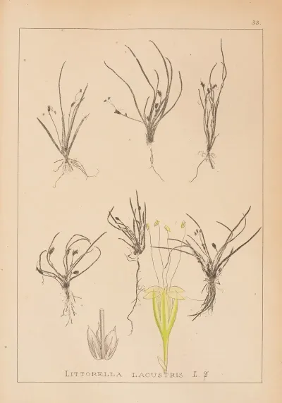 Herbier De La Flore Francaise Pl 0951