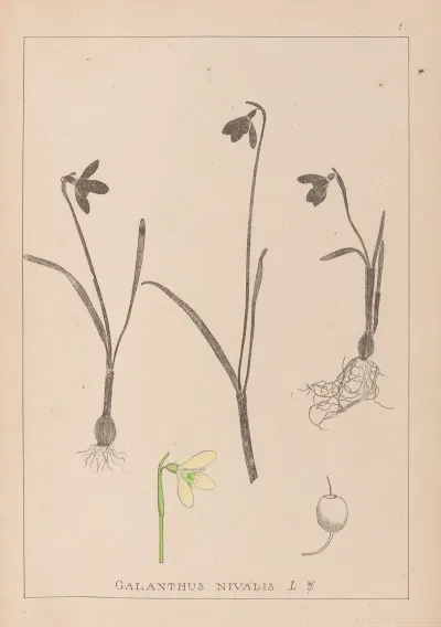 Herbier De La Flore Francaise Pl 0952