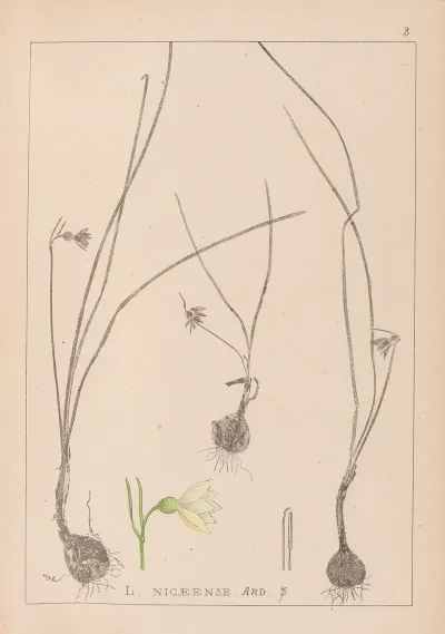 Herbier De La Flore Francaise Pl 0954
