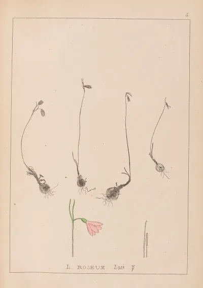 Herbier De La Flore Francaise Pl 0956