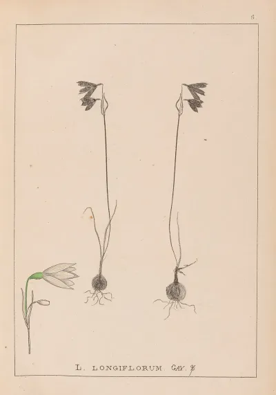 Herbier De La Flore Francaise Pl 0957