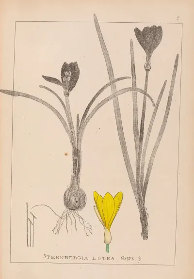 Herbier De La Flore Francaise Pl 0958