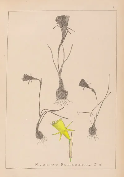 Herbier De La Flore Francaise Pl 0959