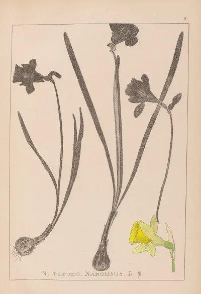 Herbier De La Flore Francaise Pl 0960