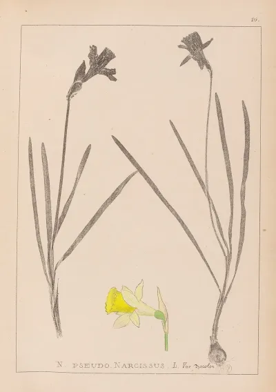 Herbier De La Flore Francaise Pl 0961