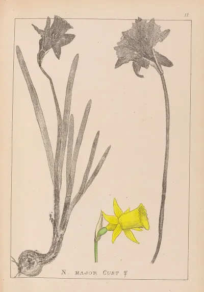 Herbier De La Flore Francaise Pl 0962